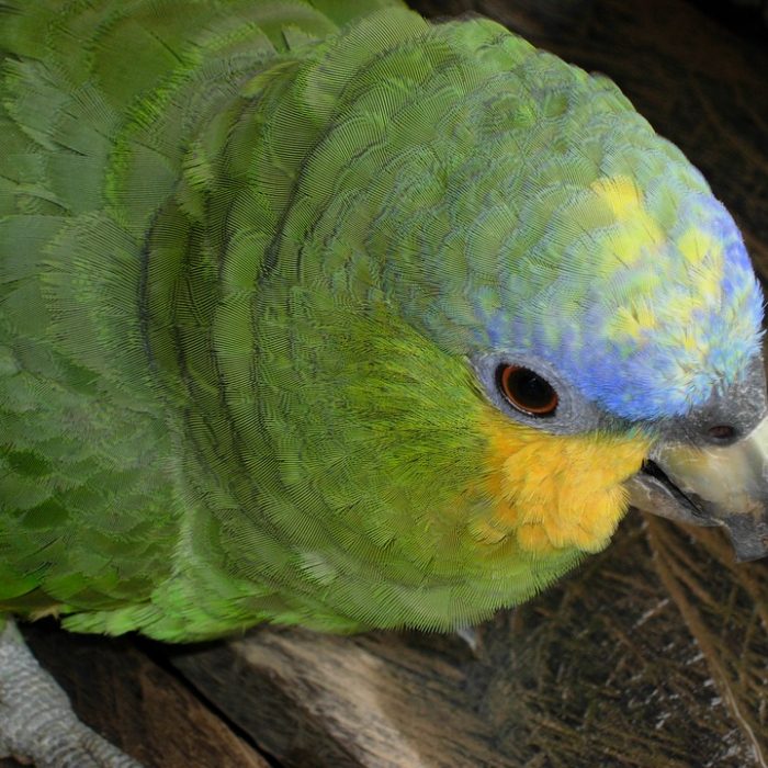 Alerta por el tráfico de animales silvestres