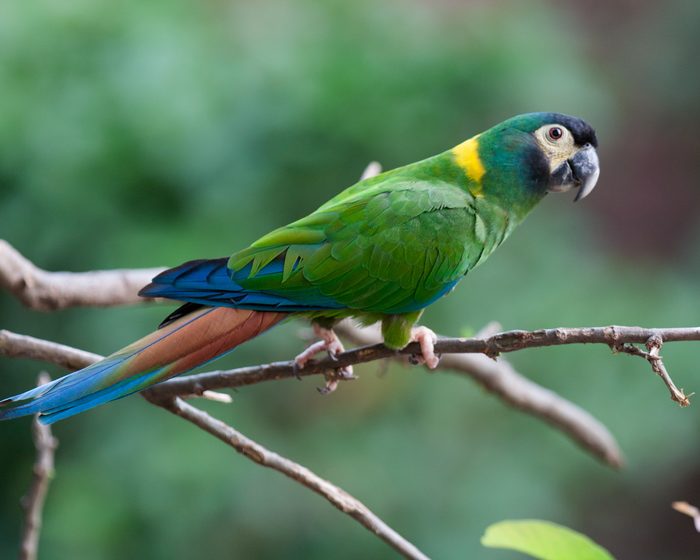 Loros neotropicales en peligro
