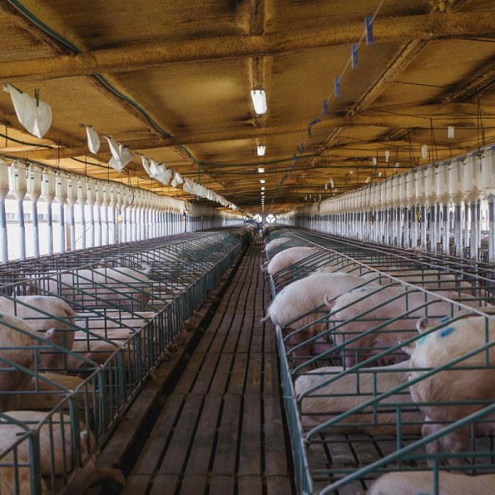 Invierten 12 millones de dólares para producir carne de cerdo premium
