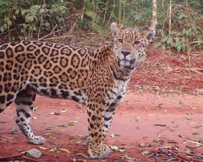 El yaguareté, entre la recuperación en Misiones y el riesgo extremo en el Chaco