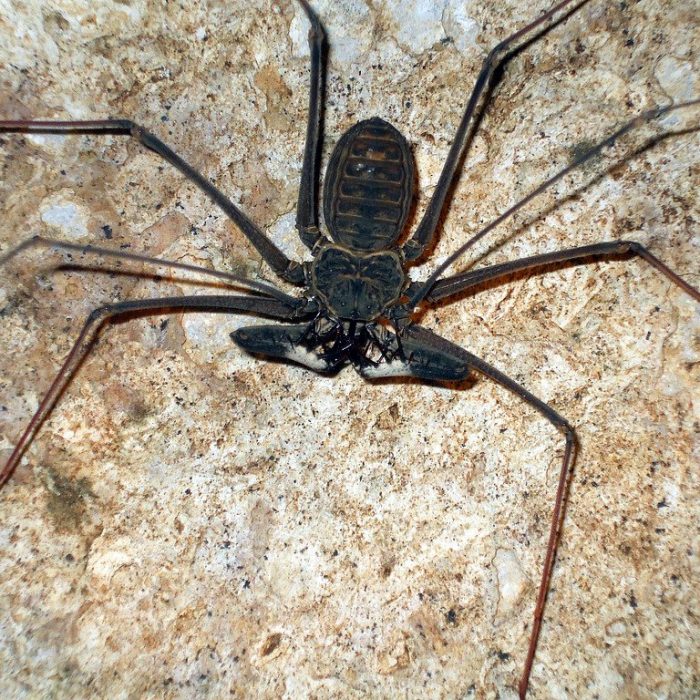 Aplicación digital para identificar arañas y escorpiones