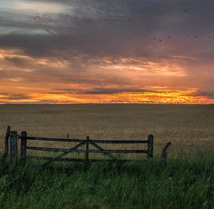 ¿Qué nos aporta la producción del campo?: El Campo Argentino en Números