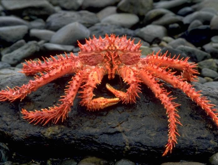 Por primera vez se llevaron al mar diez mil centollas de 60 días al Canal Beagle Por primera vez se llevaron al mar diez mil centollas de 60 días al Canal Beagle