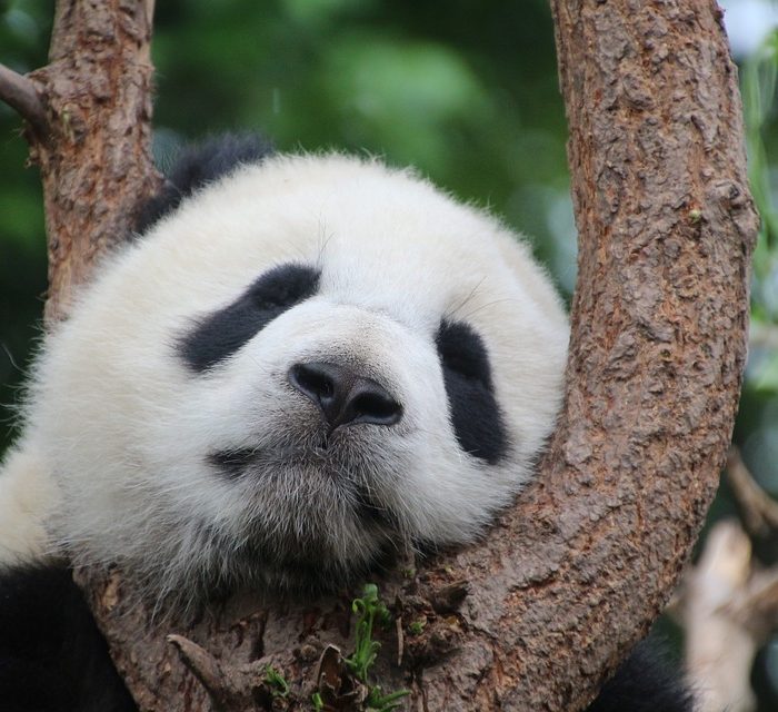 En China usarán heces de oso panda para fabricar papel para el hogar