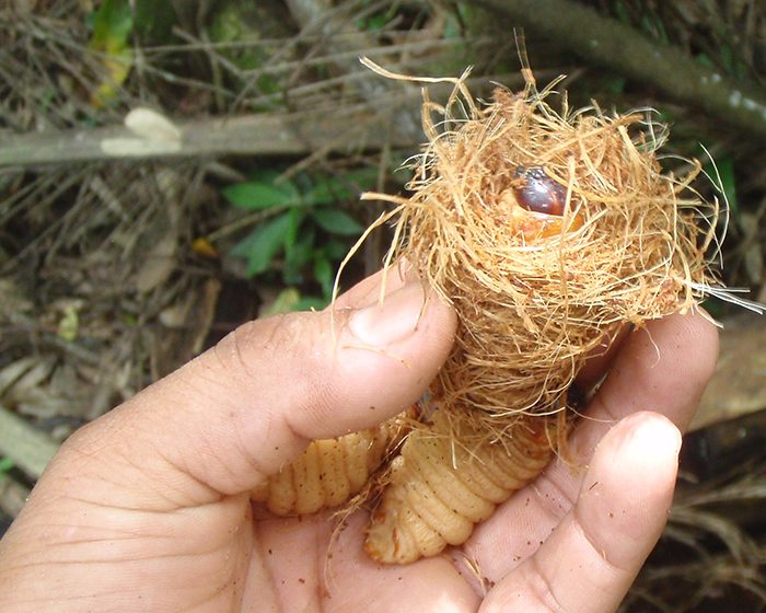 Insectos comestibles: la práctica ancestral de criar larvas