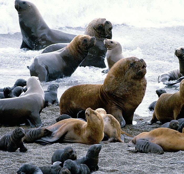 Basura y falta de alimento: los principales problemas de la fauna marina en provincia de Buenos Aires