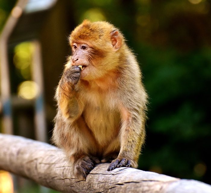 China anunció la exitosa clonación de los primeros monos macacos con el método oveja Dolly