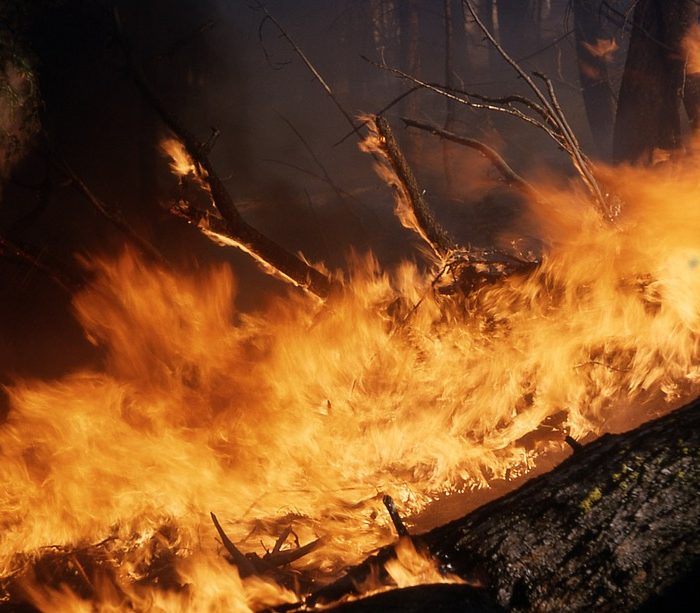 Ambiente Móvil: la app para reportar incendios forestales y rurales