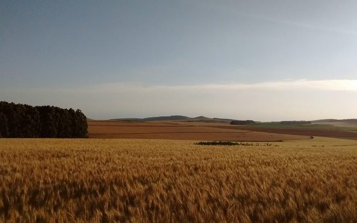 Mejora la eficiencia global en el uso de la energía para la agricultura Mejora la eficiencia global en el uso de la energía para la agricultura