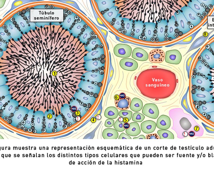 Rol de la histamina en el sistema reproductor masculino