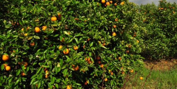 Control biológico: una avispa ayudaría a frenar el avance del HLB