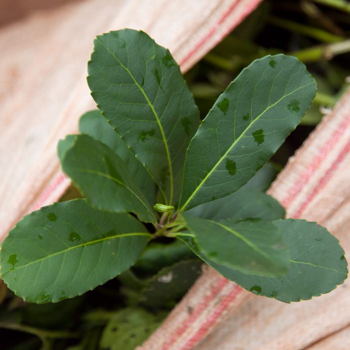 Mayor trazabilidad para las plantas de Especies Nativas y las semillas de la Yerba Mate