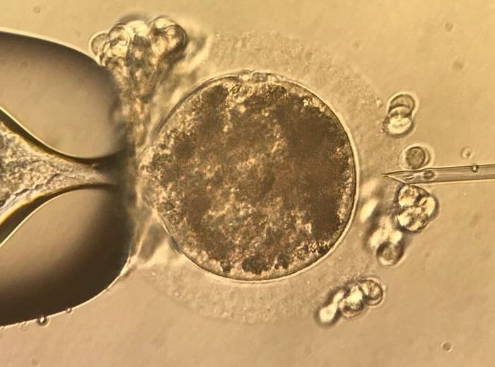 Nace un caballo en la Argentina con técnicas de fertilización desarrolladas para humanos