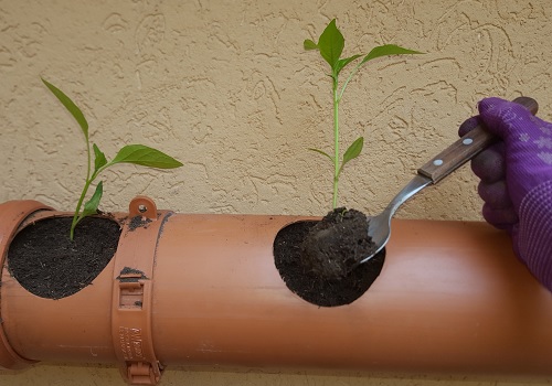 Huerta en casa: cómo poner manos a la obra