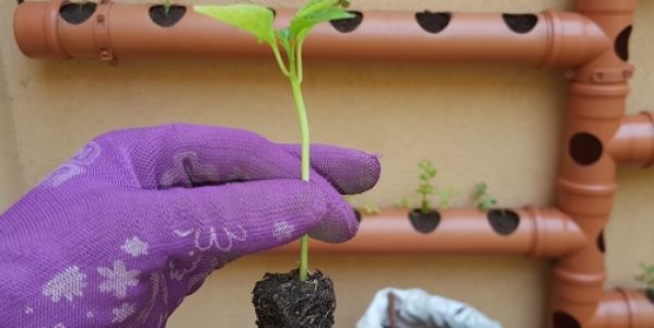 Huertas urbanas: producir en casa beneficia a la salud y al ambiente