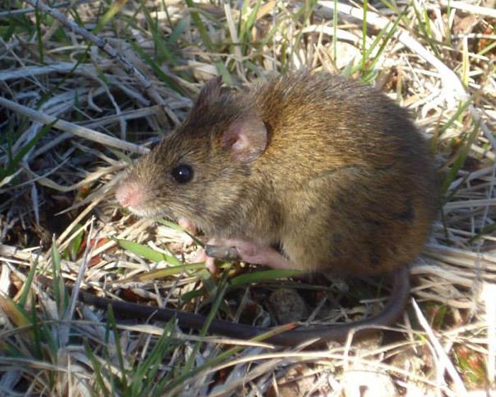 Diferentes especies de roedores son hospedadores de Hantavirus en la naturaleza