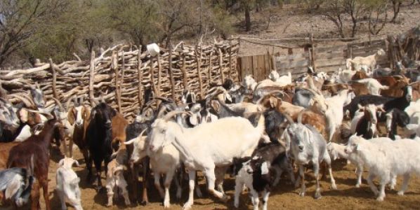 Cabras: estudian las carencias minerales para detectar enfermedades