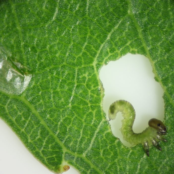 Avanzan en el manejo de una plaga del cultivo de sauce – Parte I Avanzan en el manejo de una plaga del cultivo de sauce – Parte I