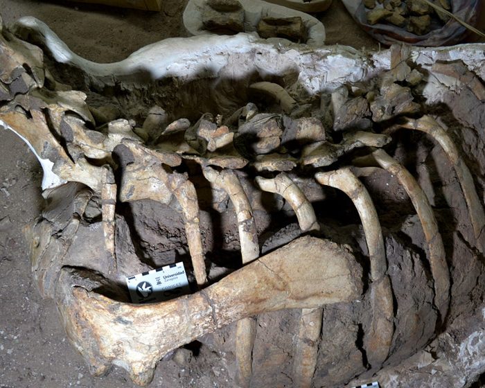 Encuentran en Neuquén una nueva especie de dinosaurio ornitópodo Encuentran en Neuquén una nueva especie de dinosaurio ornitópodo