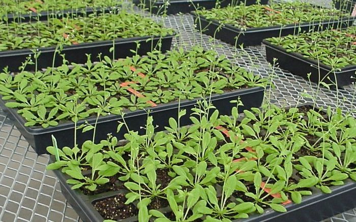 En invierno, las plantas bajan sus defensas contra patógenos En invierno, las plantas bajan sus defensas contra patógenos