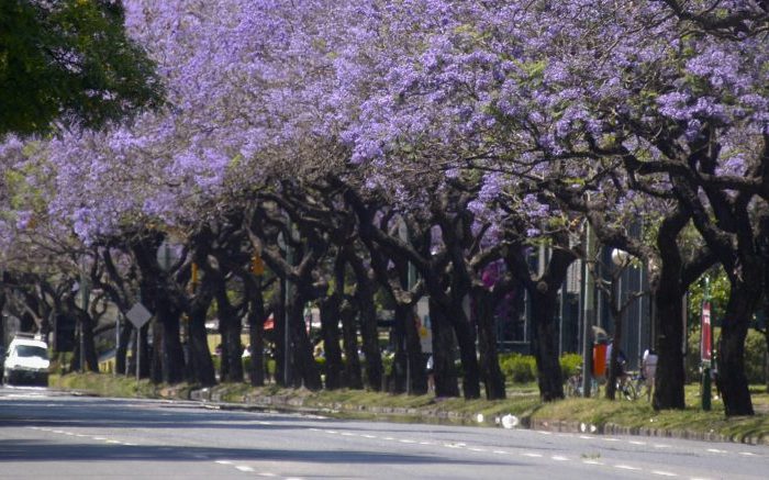 Más árboles en las calles porteñas