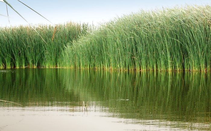 Crean humedales para remediar el Riachuelo