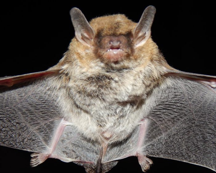 Descubren una nueva especie de murciélago