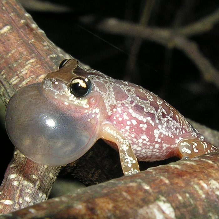 Una nueva especie de rana fue nombrada en homenaje a Fontanarrosa Una nueva especie de rana fue nombrada en homenaje a Fontanarrosa