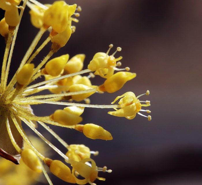 Alergias de primavera: un problema que llega pero se puede combatir