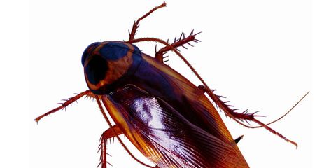 Hallan un hongo que puede convertirse en un insecticida natural contra cucarachas Hallan un hongo que puede convertirse en un insecticida natural contra cucarachas