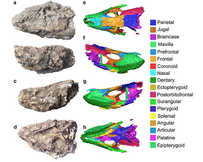 Reconstruyen en 3D el cráneo fósil de un lagarto gigante de las Islas Canarias
