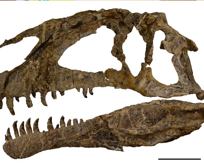Descubren en Chubut uno de los dinosaurios carnívoros más antiguos del Jurásico Descubren en Chubut uno de los dinosaurios carnívoros más antiguos del Jurásico