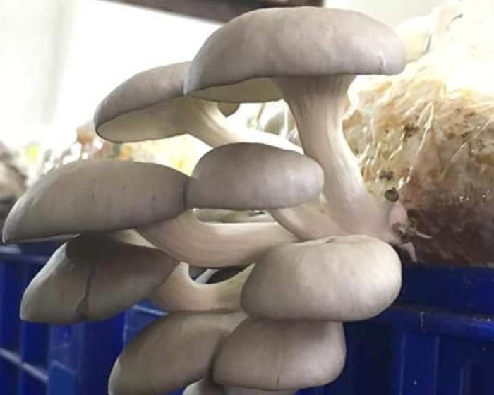 ¿12 mil kilos de hongos para alimentarnos?
