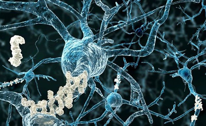 ¿Cómo las hormonas sexuales inducen cambios en la morfología neuronal? ¿Cómo las hormonas sexuales inducen cambios en la morfología neuronal?