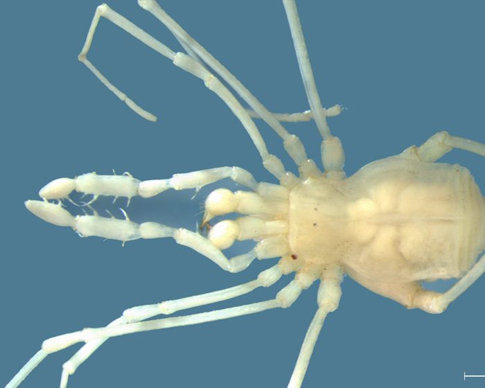 Descubren una nueva especie de arácnido en una cueva de Mendoza