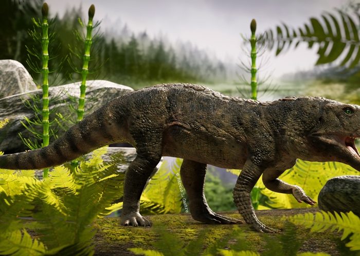 Reconstruyen el esqueleto de un antepasado del cocodrilo que vivió en la Argentina hace 225 millones de años