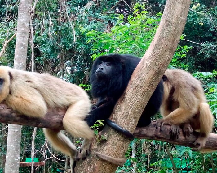 Identifican grupos genéticos de monos rescatados del tráfico ilegal Identifican grupos genéticos de monos rescatados del tráfico ilegal