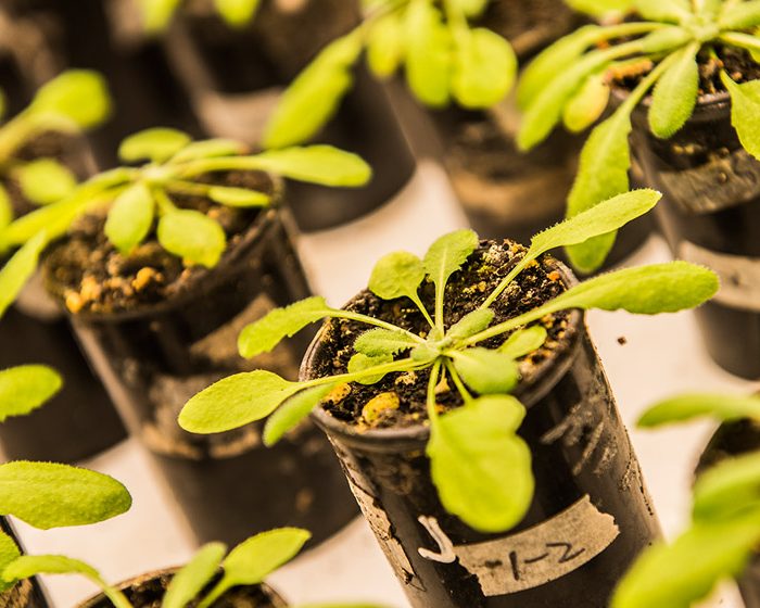 Revelan vínculo molecular entre señales de competencia y respuestas de defensa en plantas Revelan vínculo molecular entre señales de competencia y respuestas de defensa en plantas