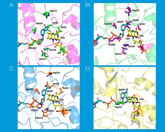 Resucitan proteínas ancestrales para conocer la estructura de importantes enzimas humanas Resucitan proteínas ancestrales para conocer la estructura de importantes enzimas humanas