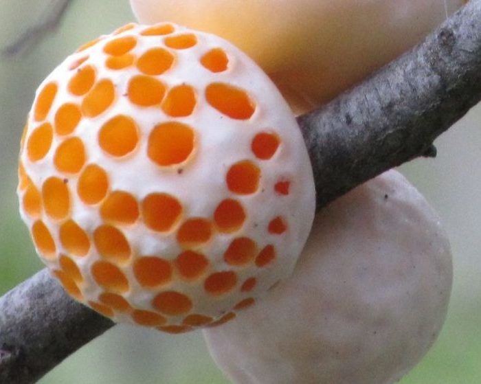 Analizan la distribución y diversidad global de más de 200 genomas de la levadura salvaje patagónica