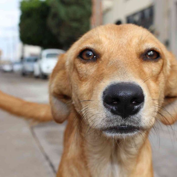 Colegio de Veterinarios advirtió peligro por Covid-19 a raíz de castraciones masivas de animales