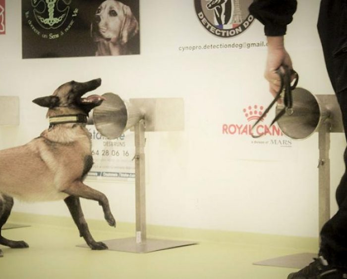 La UBA entrena perros para que detecten coronavirus a través del olfato