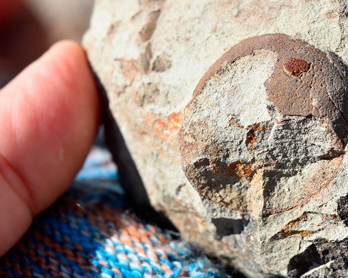 Los huevos de los primeros dinosaurios eran de cáscara blanda Los huevos de los primeros dinosaurios eran de cáscara blanda