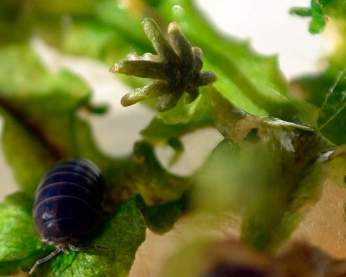 Describen un nuevo mecanismo de defensas de las plantas contra herbívoros Describen un nuevo mecanismo de defensas de las plantas contra herbívoros