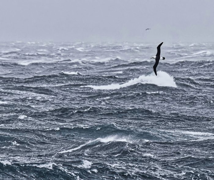 Albatros: un grupo de aves marinas en un estado de conservación preocupante Albatros: un grupo de aves marinas en un estado de conservación preocupante