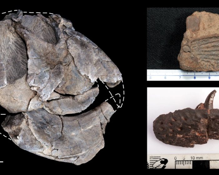 El análisis de cientos de fósiles revela una joya paleontológica de 230 millones de años El análisis de cientos de fósiles revela una joya paleontológica de 230 millones de años