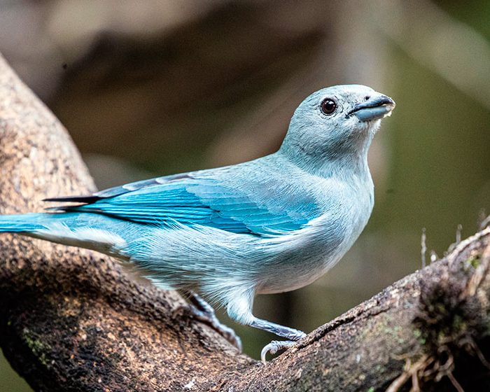 El río como barrera de especies: estudian la diferenciación genética en aves del Paraná y el Paraguay El río como barrera de especies: estudian la diferenciación genética en aves del Paraná y el Paraguay