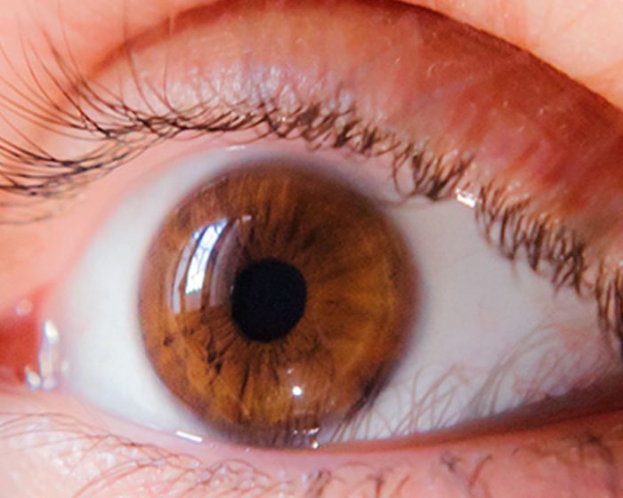 Identifican un circuito inmunomodulatorio clave en enfermedades vasculares de la retina