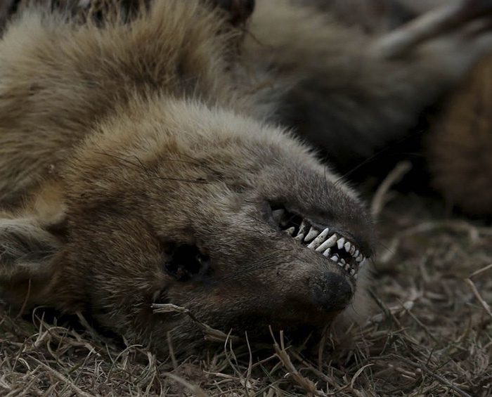 Ambientalistas denuncian la pérdida “casi total” de la fauna de las islas por las quemas Ambientalistas denuncian la pérdida “casi total” de la fauna de las islas por las quemas