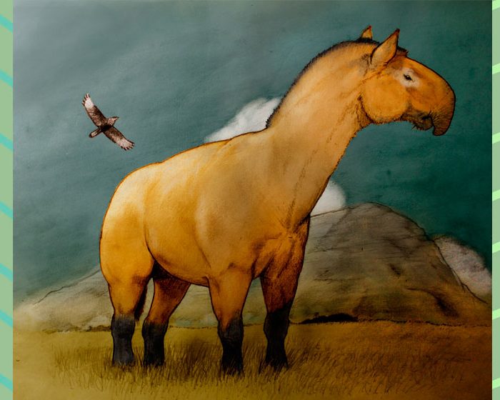 Investigadores del CONICET descubren ancestros de caballos, rinocerontes y tapires en Sudamérica